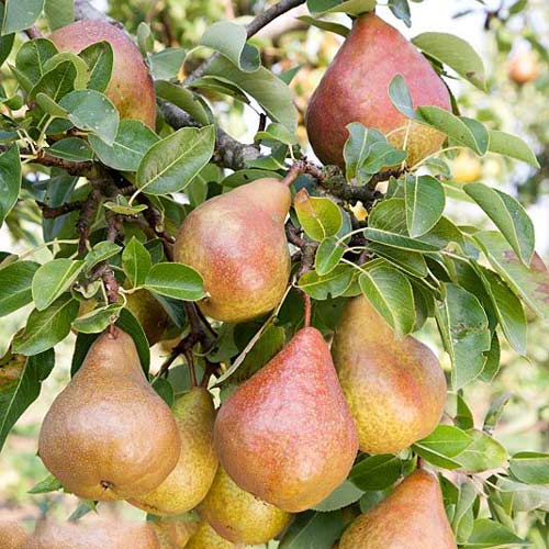 Birne Krystalia interface.image 1 interface.art 7951