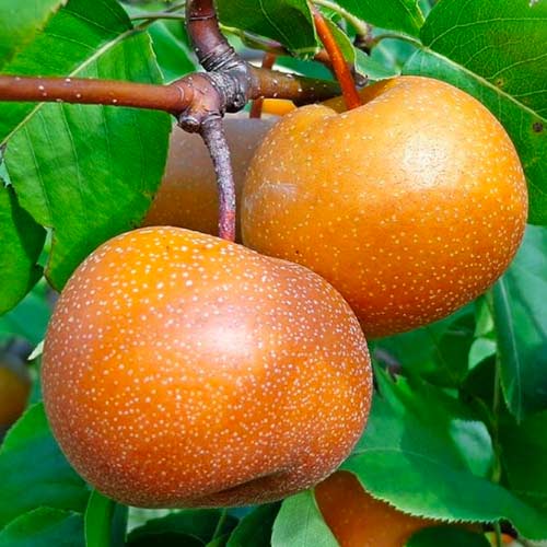 Birne Nashi interface.image 1 interface.art 1625