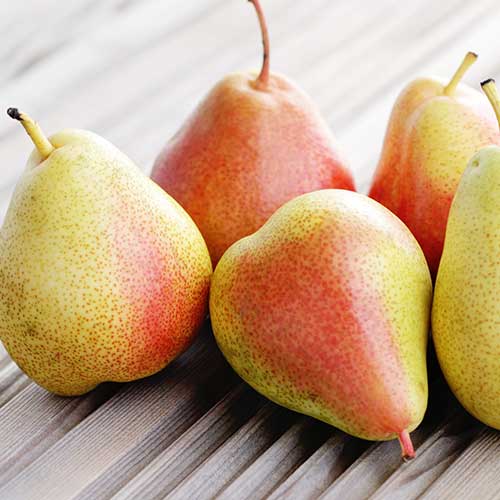 Birne Santa Maria, С2 interface.image 1 interface.art 4305