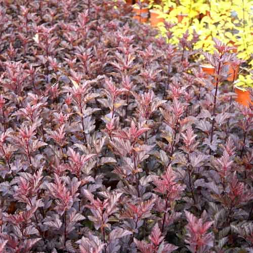 Blasenspiere Armadillo, C3 interface.art Bild 1 Blasenspiere Armadillo, C3 interface.image 1 interface.art 8561