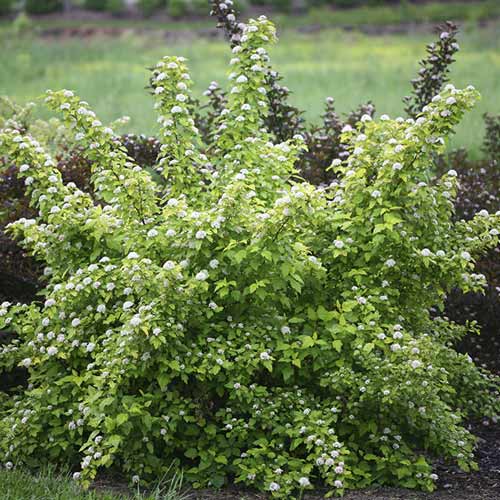 Blasenspiere Dart's Gold, C3 interface.art Bild 1 Blasenspiere Dart's Gold, C3 interface.image 1 interface.art 7726