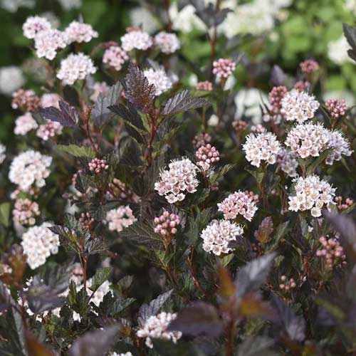 Blasenspiere Little Devil ® PBR, C3 interface.art Bild 1 Blasenspiere Little Devil ® PBR, C3 interface.image 1 interface.art 8562