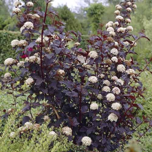 Blasenspiere Summer Wine ® PBR, C3 interface.art Bild 1 Blasenspiere Summer Wine ® PBR, C3 interface.image 1 interface.art 8563