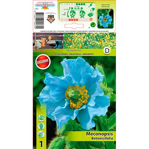 Blaublühender Scheinmohn interface.art Bild 1 Blaublühender Scheinmohn interface.image 1 interface.art 76586