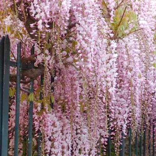 Blauregen Rosea interface.image 1 interface.art 5631