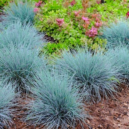 Blauschwingel Elijah Blue, P9 interface.image 1 interface.art 9080