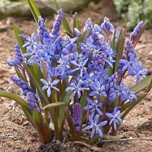 Blaustern Bifolia interface.image 1 interface.art 70240