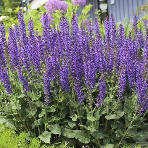 Blüten-Salbei Midnight Purple, C3 interface.image 1 interface.art 8575