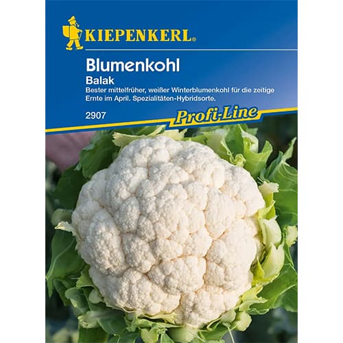 Blumenkohl Balak F1 interface.art Bild 1 Blumenkohl Balak F1 interface.image 1 interface.art 86391