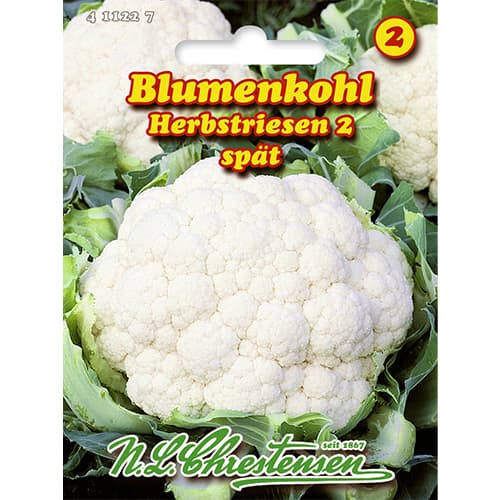 Blumenkohl Herbstriesen 2 interface.art Bild 1 Blumenkohl Herbstriesen 2 interface.image 1 interface.art 86025