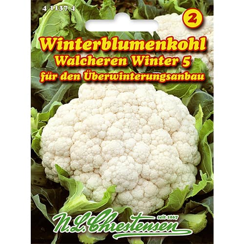 Blumenkohl Walcheren Winter 5 interface.image 1 interface.art 86026