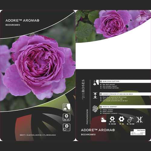 Beetrose Adore Aroma®, С3 interface.image 3 interface.art 2065