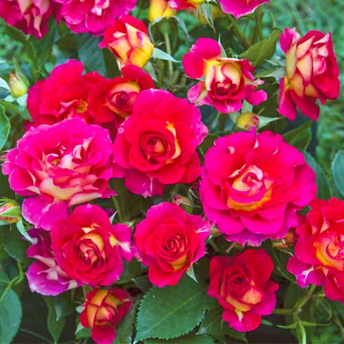 Strauchrose Rose Brera® interface.image 1 interface.art 5506