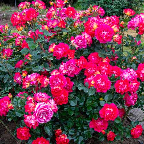 Strauchrose Rose Brera® interface.image 2 interface.art 5506