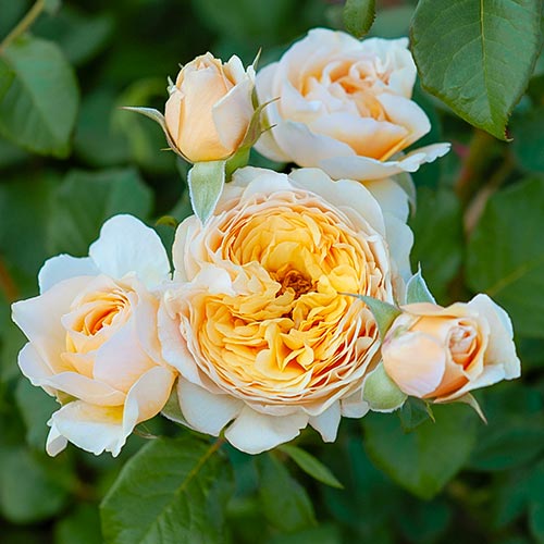 Rose Floral Fashion interface.image 1 interface.art 4990