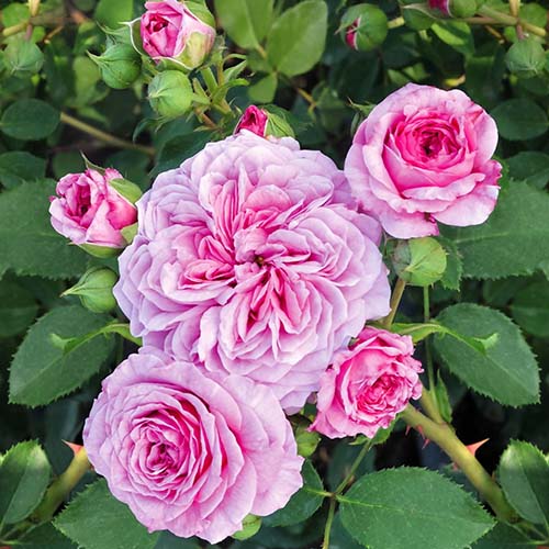 Rose Frayla Miarija interface.image 1 interface.art 5000