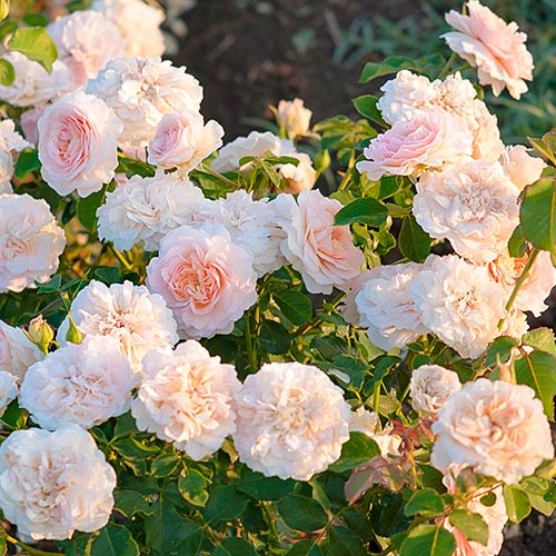 Rose Fun Fashion ®, C3 interface.image 1 interface.art 4991