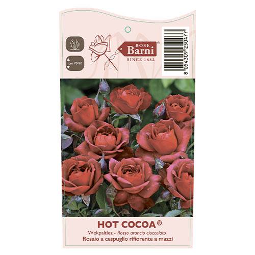 Beetrose Hot Cocoa®, C5 interface.image 5 interface.art 5509