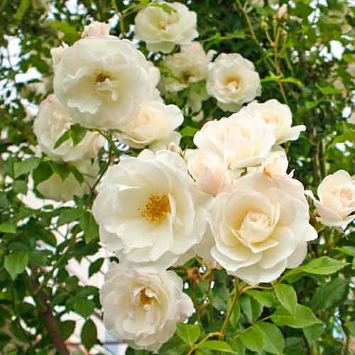 Strauchrose Rose Iceberg®, C5 interface.image 2 interface.art 5510