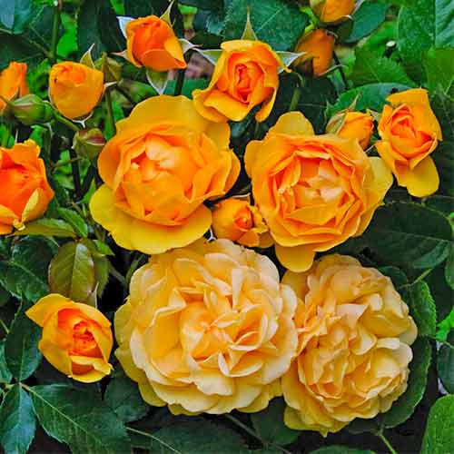 Strauchrose Rose Julia Child® interface.image 1 interface.art 5511