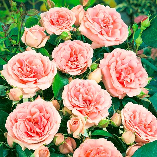 Beetrose Kimono, root ball interface.image 1 interface.art 2253