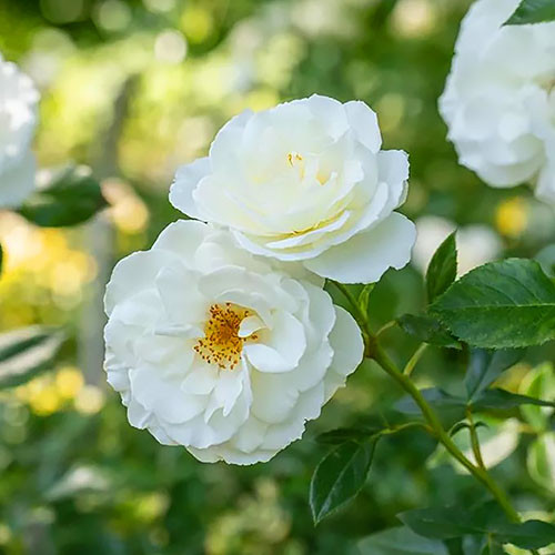 Rose Kristall Perle interface.image 1 interface.art 4996