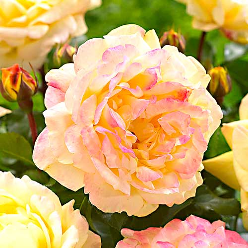 Blumenstrauß Rose Lampion interface.image 1 interface.art 5823