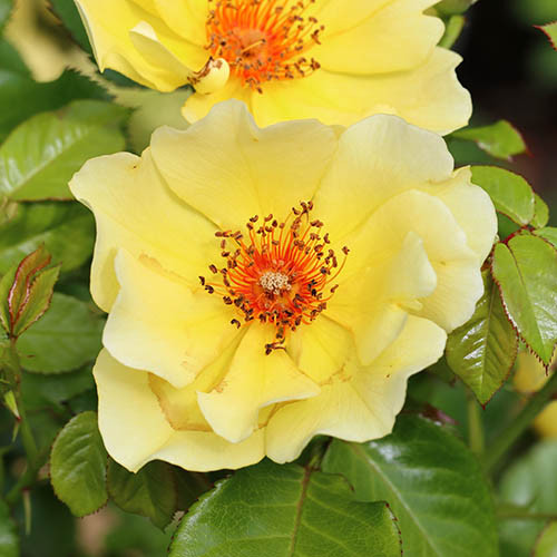 Rose Mella Ducat ®, C3 interface.image 1 interface.art 4973