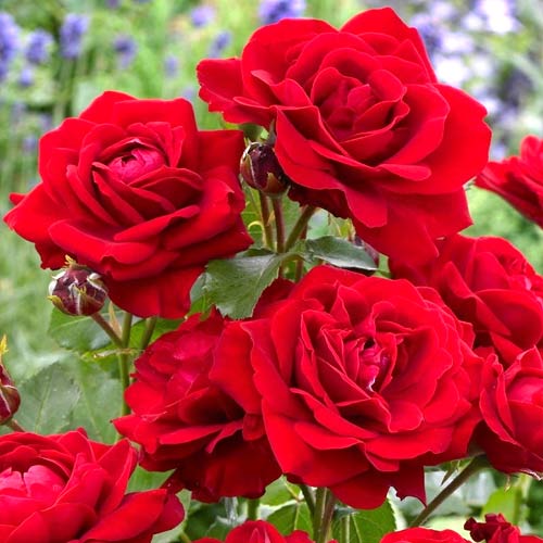 Beetrose Nina, root ball interface.image 1 interface.art 2196