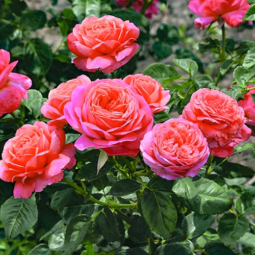 Blumenstrauß Rose Peach Vaza interface.image 1 interface.art 5003