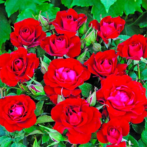 Strauchrose Rose Red Spot® interface.image 1 interface.art 5514