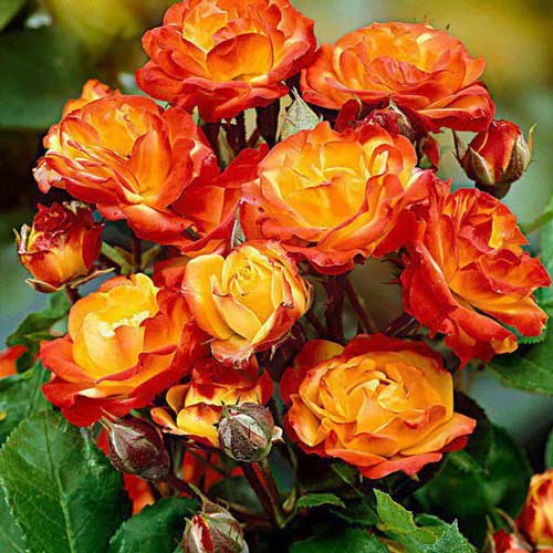 Rose Rumba (Menge im Paket: 1 Pflanze) interface.art Bild 1 Rose Rumba (Menge im Paket: 1 Pflanze) interface.image 1 interface.art 2307