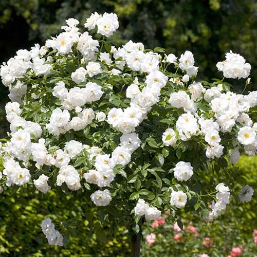 Rose Schneewittchen ®, C3 interface.image 1 interface.art 5006