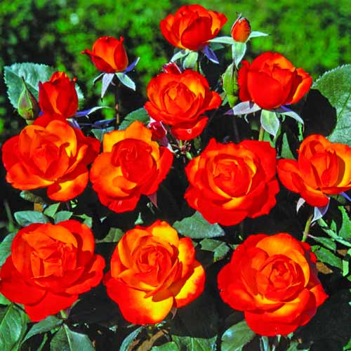 Strauchrose Rose Tempi Moderni® interface.image 1 interface.art 5518