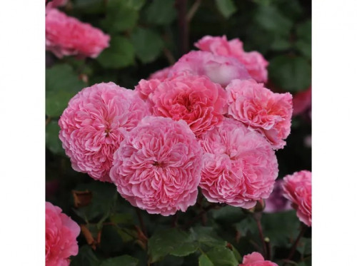 Rose Theo Clevers interface.image 1 interface.art 5007