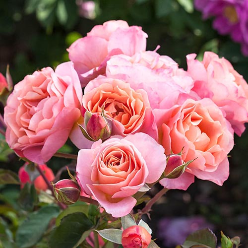 Rose Trendy Fashion interface.image 1 interface.art 4982