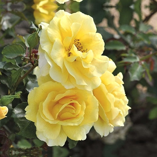 Beetrose Urban ™ Fashion ®, С3 interface.image 1 interface.art 5008