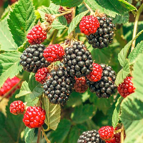 Brombeere Loch Ness, Р9 interface.image 1 interface.art 7651