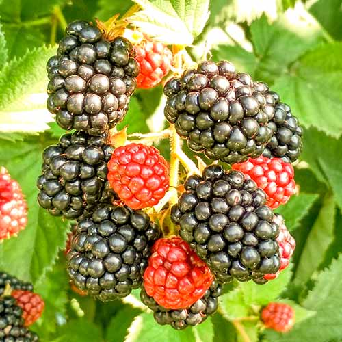 Brombeere Triple Crown interface.image 1 interface.art 8020