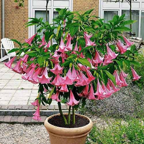 Brugmansia Angel's Pink interface.art Bild 1 Brugmansia Angel's Pink interface.image 1 interface.art 76638
