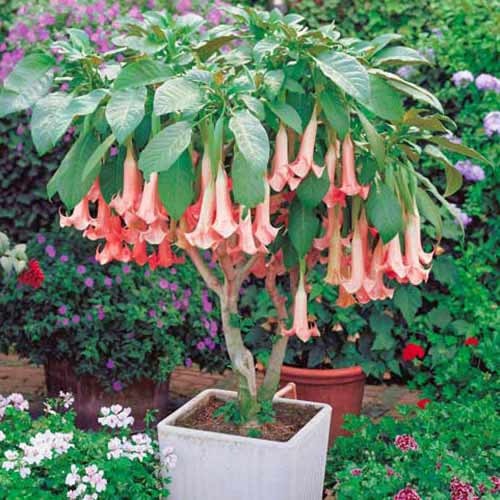 Brugmansia Pink interface.art Bild 1 Brugmansia Pink interface.image 1 interface.art 76640