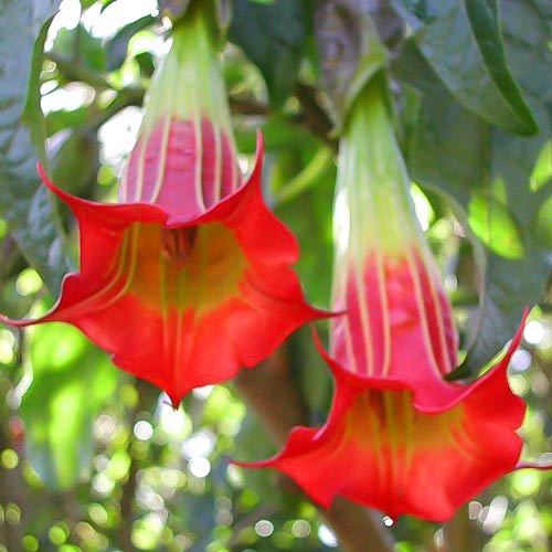 Brugmansia Red interface.art Bild 1 Brugmansia Red interface.image 1 interface.art 76641