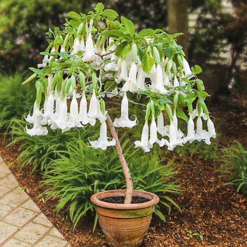 Brugmansia White interface.art Bild 1 Brugmansia White interface.image 1 interface.art 76635