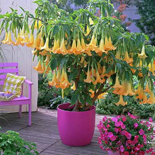 Brugmansia Yellow interface.art Bild 1 Brugmansia Yellow interface.image 1 interface.art 76639