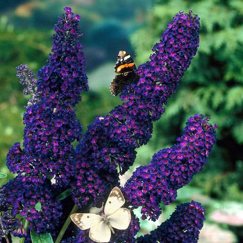 Buddleia Black Knight, P9 interface.image 1 interface.art 9172
