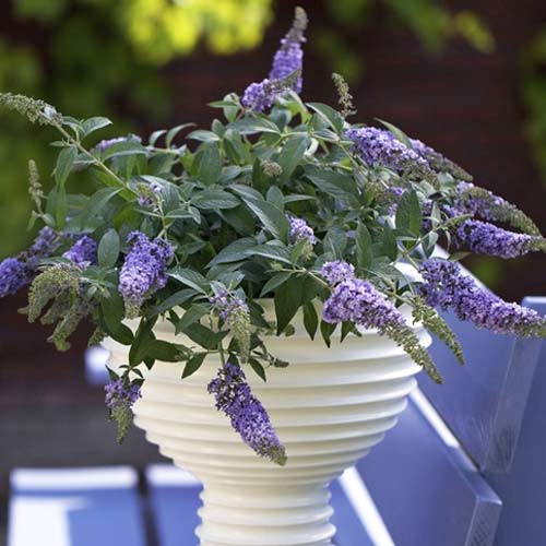 Buddleia Lilac Chip PBR, C3 interface.art Bild 1 Buddleia Lilac Chip PBR, C3 interface.image 1 interface.art 8513