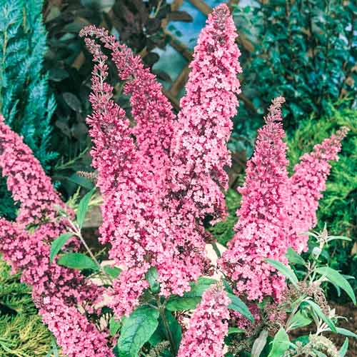 Buddleia Pink Delight, С2 interface.art Bild 1 Buddleia Pink Delight, С2 interface.image 1 interface.art 8207
