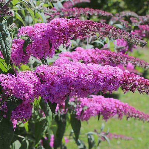 Buddleia Purple Prince, P9 interface.art Bild 1 Buddleia Purple Prince, P9 interface.image 1 interface.art 9010