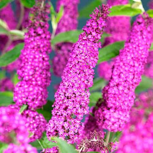 Buddleia Summer Beauty, Р9 interface.art Bild 1 Buddleia Summer Beauty, Р9 interface.image 1 interface.art 9660