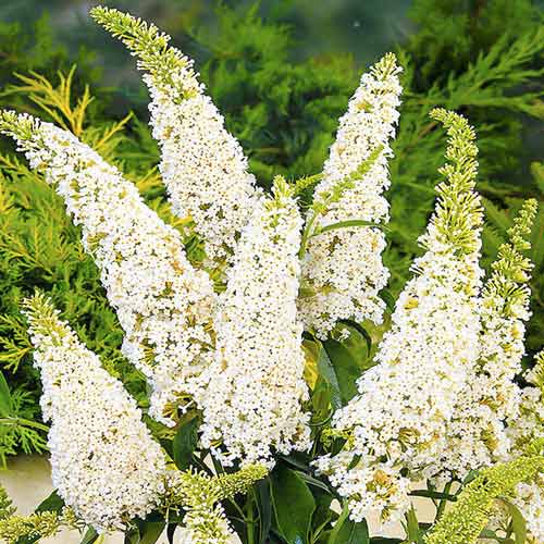 Buddleia White Profusion, С2 interface.art Bild 1 Buddleia White Profusion, С2 interface.image 1 interface.art 8208